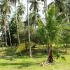 Tajland-šuma-palme