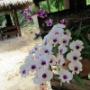 mangatrip-tajland-avantura-orhideje