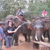 Tajland - zalivanje slonova :)