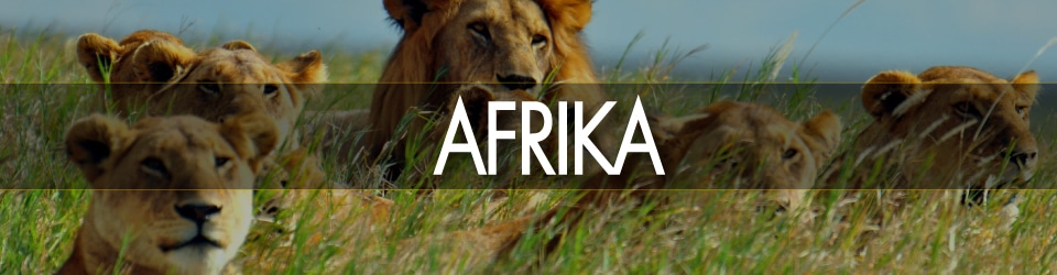Afrika aranžmani - Nova godina 