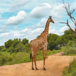 safari mikumi giraffe