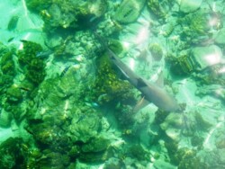 ajkula-palau-payar