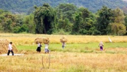 Sri Lanka - dzungla - pirinac - plantaze - caj - polja - seljaci - siromastvo