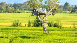 Sri Lanka  - dzungla - pirinac - plantaze - caj - polja - seljaci - siromastvo