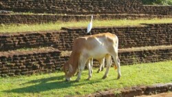 Sri Lanka Sigiriya - Sigirija - Zivotinje - krava -lavlja stena