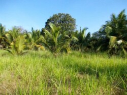 Sri Lanka dzungla - pirinac - plantaze - caj - polja - seljaci - siromastvo - dzungla - banane - palme