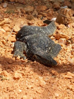 Sri Lanka - varan - zivotinje - guster - toplota - polanoruva - nacionalni park - meso