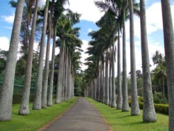 Sri Lanka - kendi - kandy - grad - centar - suma - botanicka basta - ljudi - stanovnistvo - budin zub - hram -