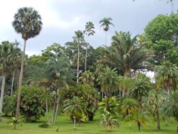 Sri Lanka - kendi - kandy - grad - centar - suma - botanicka basta - ljudi - stanovnistvo - budin zub - hram - palme