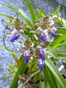 Sri Lanka - kendi - kandy - grad - centar - suma - botanicka basta - ljudi - stanovnistvo - budin zub - hram -