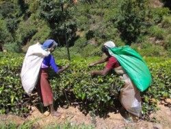 Sri Lanka - kendi - kandy - grad - centar - suma - botanicka basta - ljudi - stanovnistvo - budin zub - hram - caj - nuvara elja - nuvara eliya - plantaze caja - zeleni caj - crni caj - tea - green tea