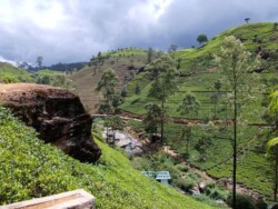 Sri Lanka - kendi - kandy - grad - centar - suma - botanicka basta - ljudi - stanovnistvo - budin zub - hram - caj - nuvara elja - nuvara eliya - plantaze caja - zeleni caj - crni caj - tea - green tea