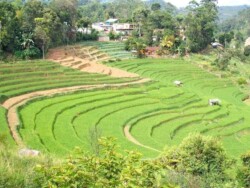 Sri Lanka - kendi - kandy - grad - centar - suma - botanicka basta - ljudi - stanovnistvo - budin zub - hram - caj - nuvara elja - nuvara eliya - plantaze caja - zeleni caj - crni caj - tea - green tea