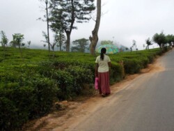 Sri Lanka - kendi - kandy - grad - centar - suma - botanicka basta - ljudi - stanovnistvo - budin zub - hram - caj - nuvara elja - nuvara eliya - plantaze caja - zeleni caj - crni caj - tea - green tea