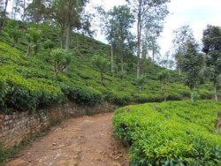 Sri Lanka planinska regija - planine - proplanci - vodopadi - vozovi - pogled - oblaci - kisa - lepo - pogled - priroda - vrhovi - cajevi - caj - plantaze -