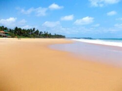 Sri Lanka - okean - more - plaza - dugacka plaza - palme - zut pesak - sitan pesak - tirkizno more - talasi - hrana - barovi