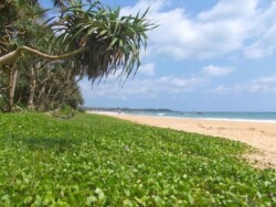 Sri Lanka - okean - more - plaza - dugacka plaza - palme - zut pesak - sitan pesak - tirkizno more - talasi - hrana - barovi