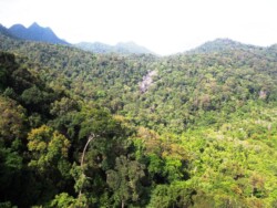 dzungla-langkawi-malezija