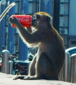 majmun-i-koka-kola-batu-caves-malezija