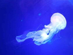 meduza-podvodni-svet