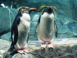 pingvini-wild-life-park-malezija