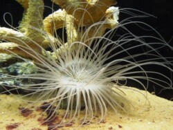 podvodni-svet-langkawi-malezija