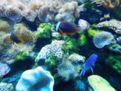 podvodni-svet-langkawi