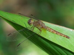vilin-konjic-malezija-langkawi