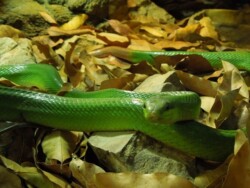 wild-life-park-langkawi